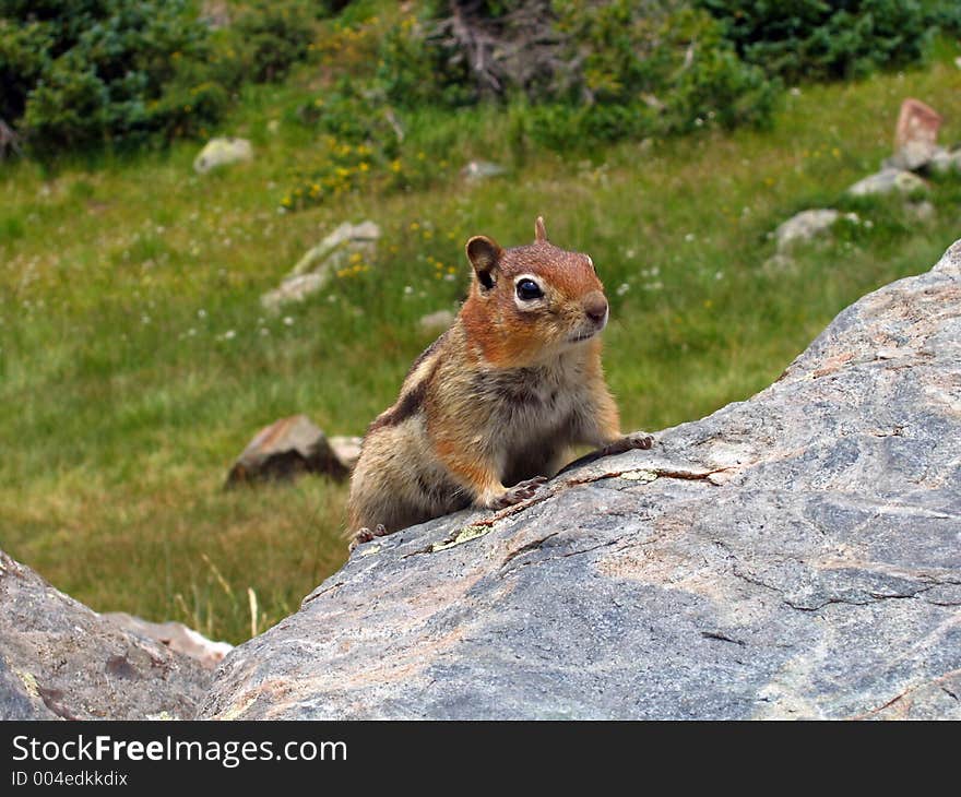 Small Chipmunk