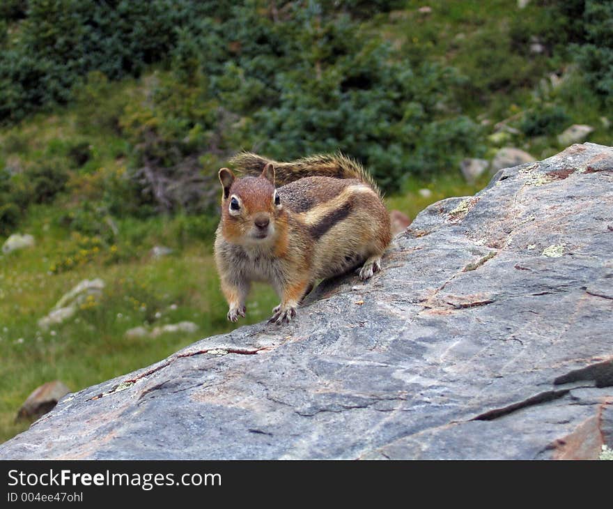 Small Chipmunk