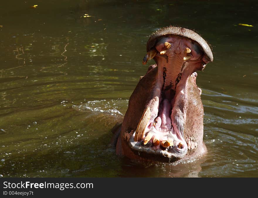 Hippopotamus yawning