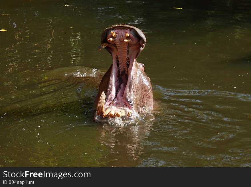 Hippopotamus yawning