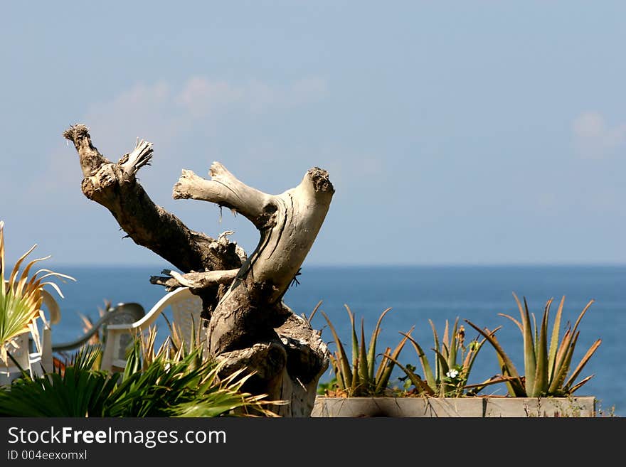 Wood in the beach