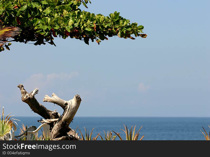 A tree over a piece of wood in the beach. A tree over a piece of wood in the beach