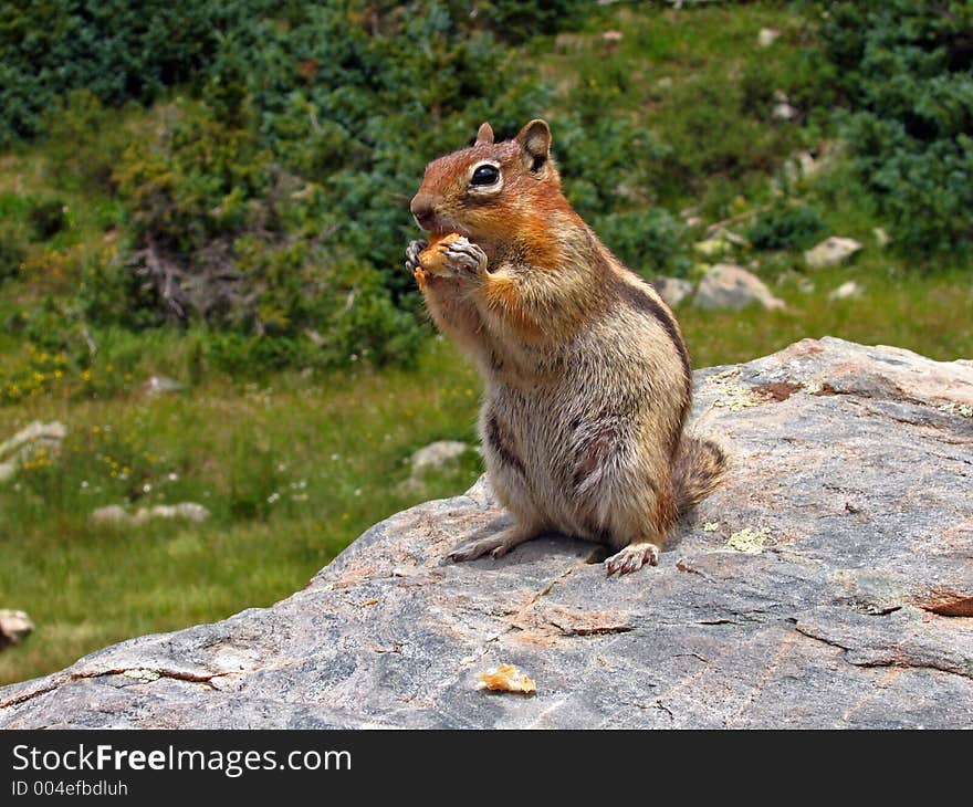 Small Chipmunk