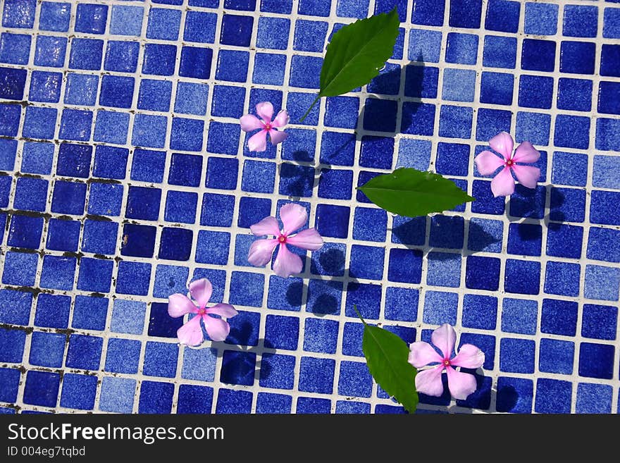 Pink flowers swimming