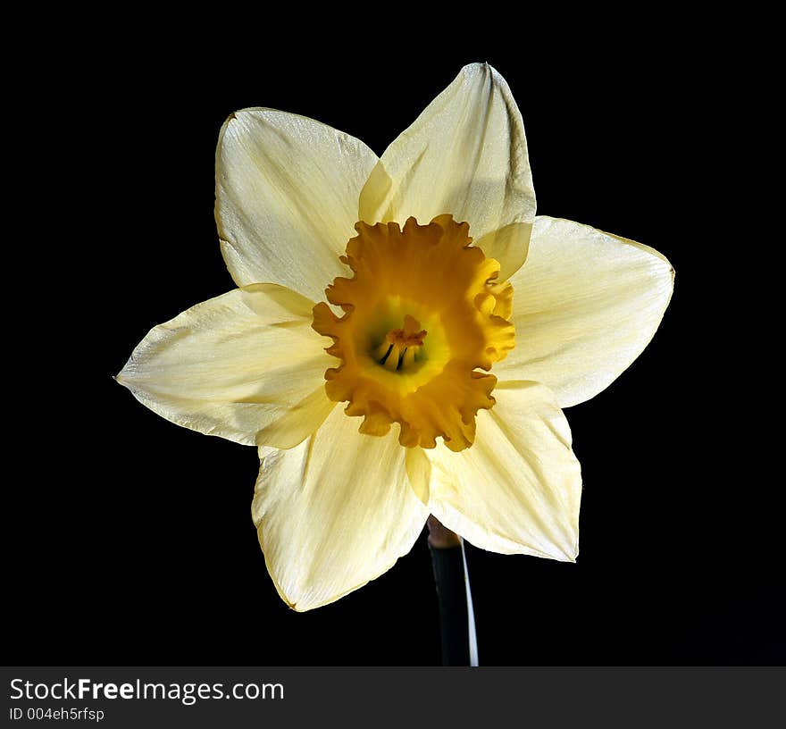 Daffodil blossom on black