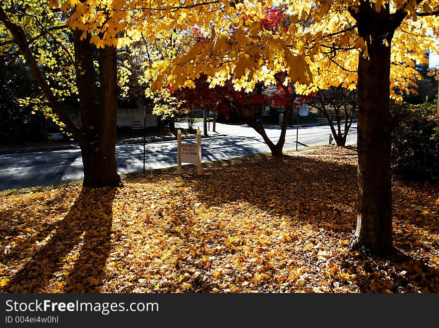 Various fall color in Atlanta, Georgia