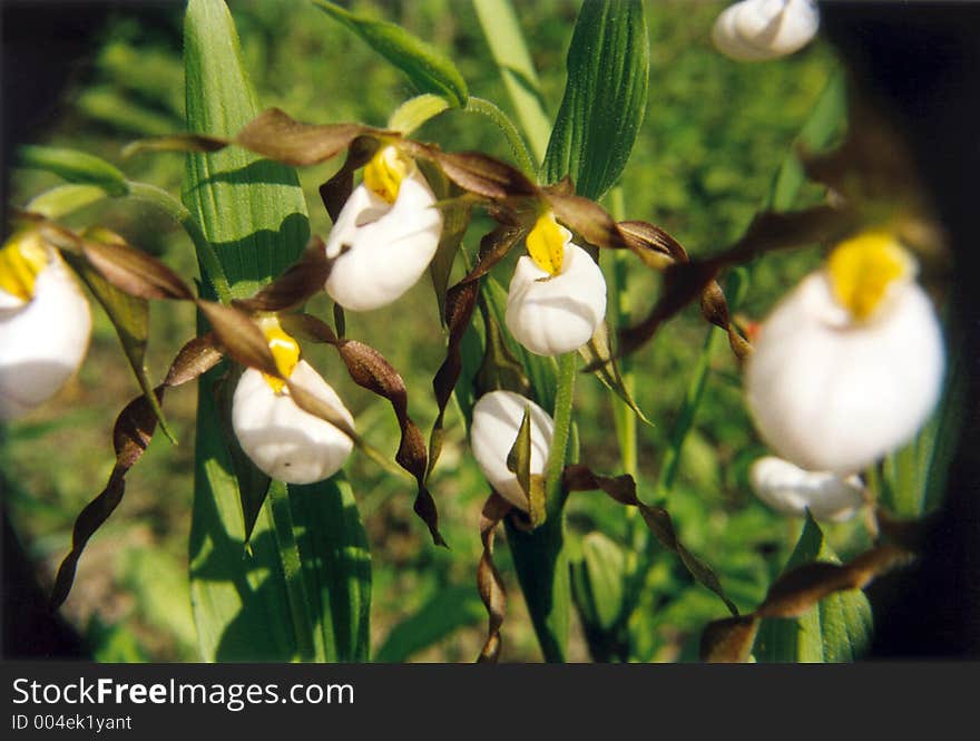 A patch of rare white ladyslippers.