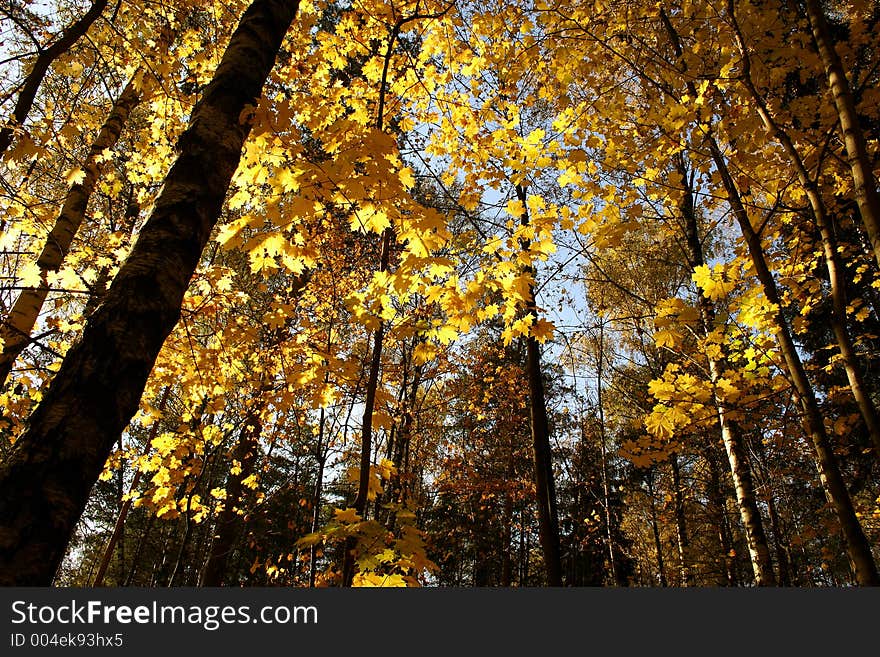 Autumn Wood.