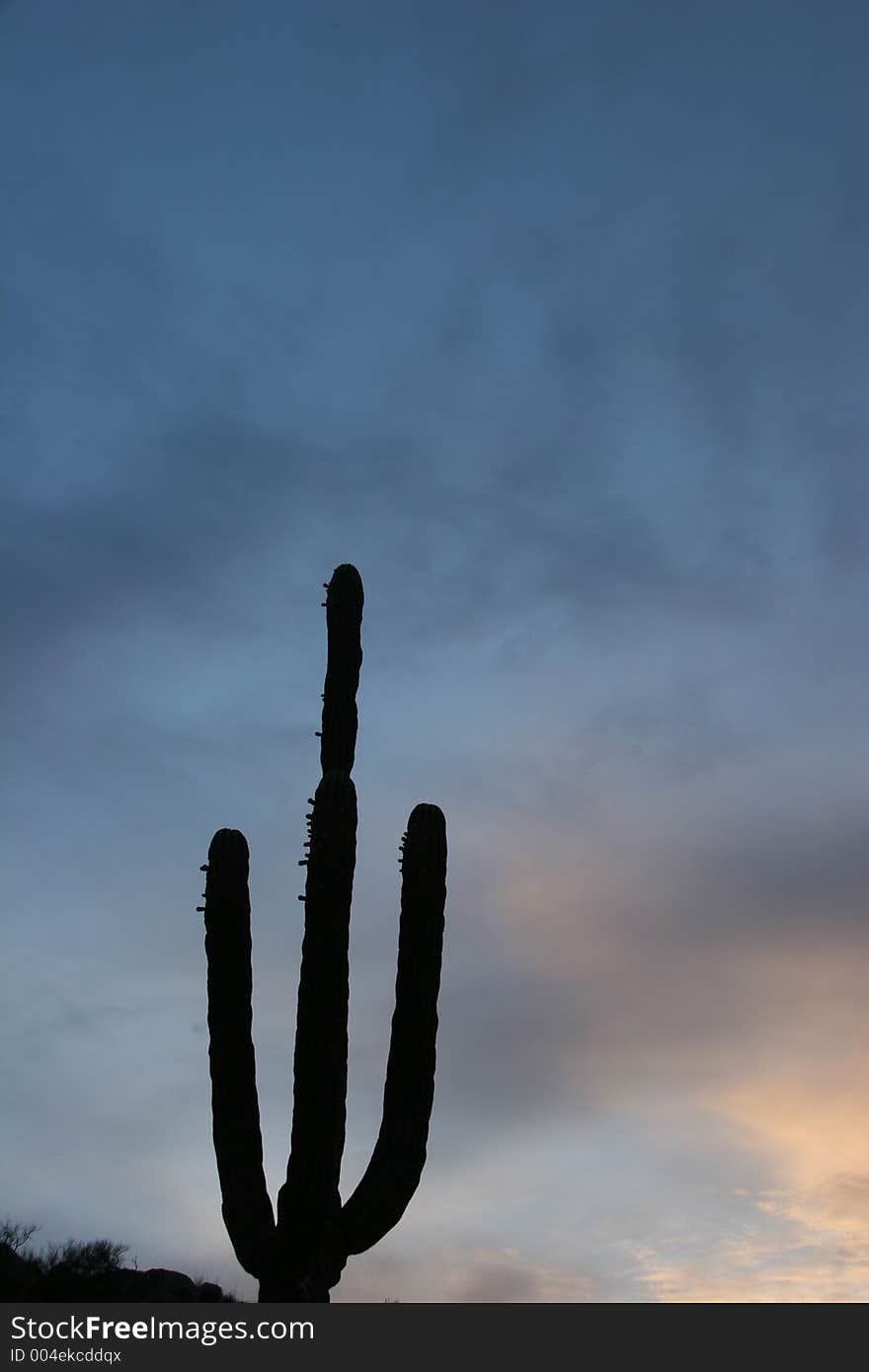 Cactus