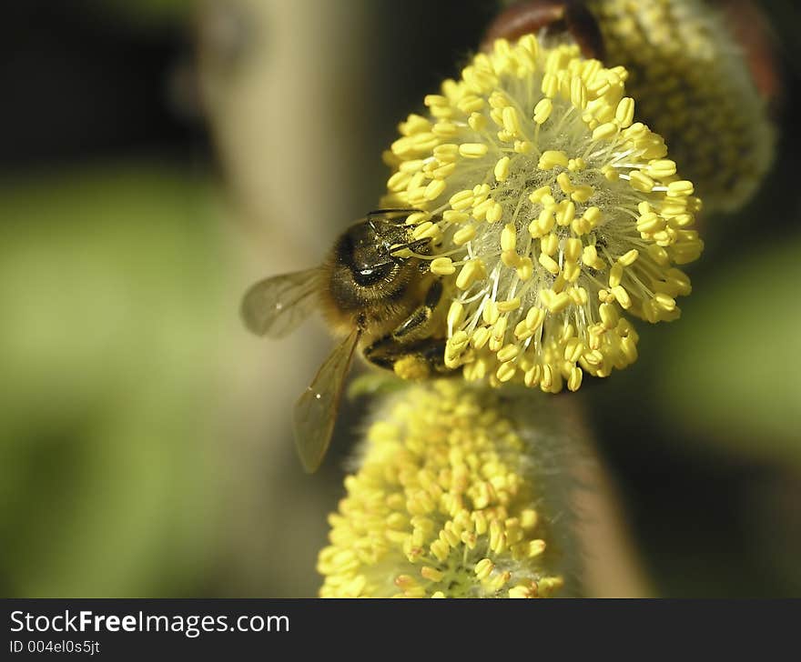 Bee and salix caprea