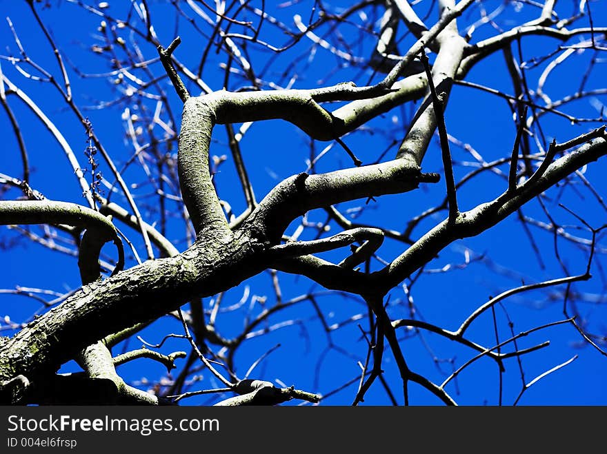 Tree and sky