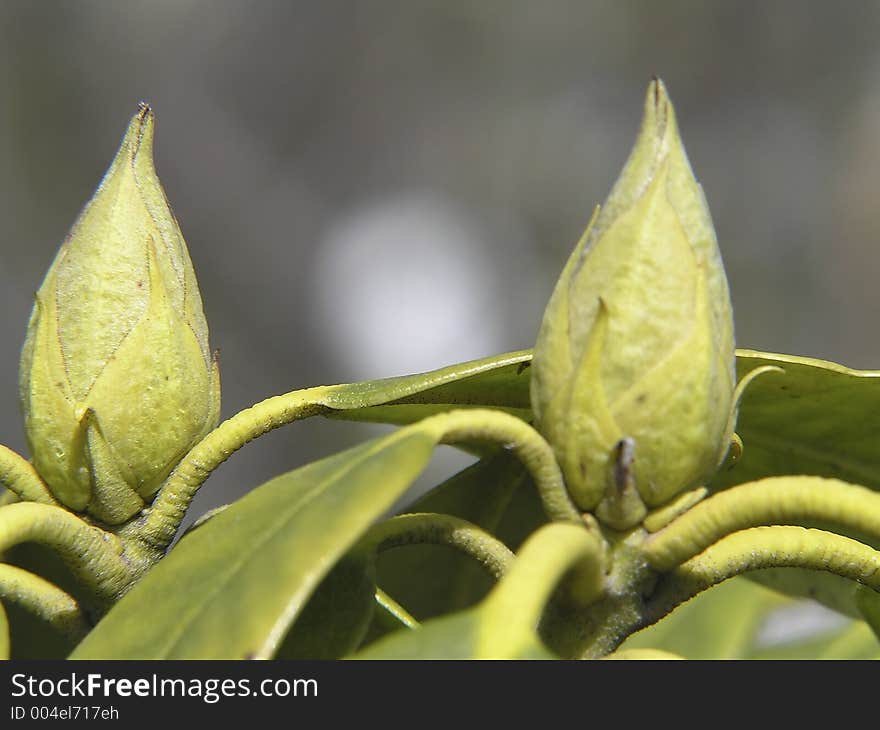 Two small buds of Rhododendron