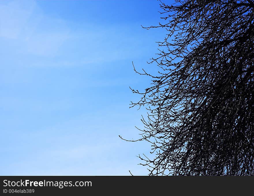 Tree and sky