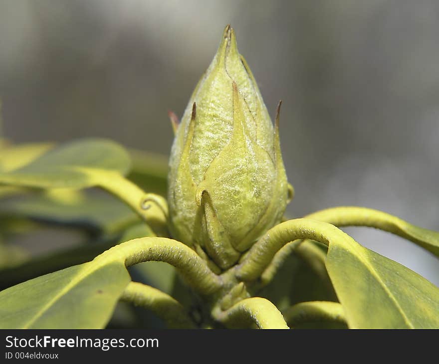 Small bud of Rhododendron