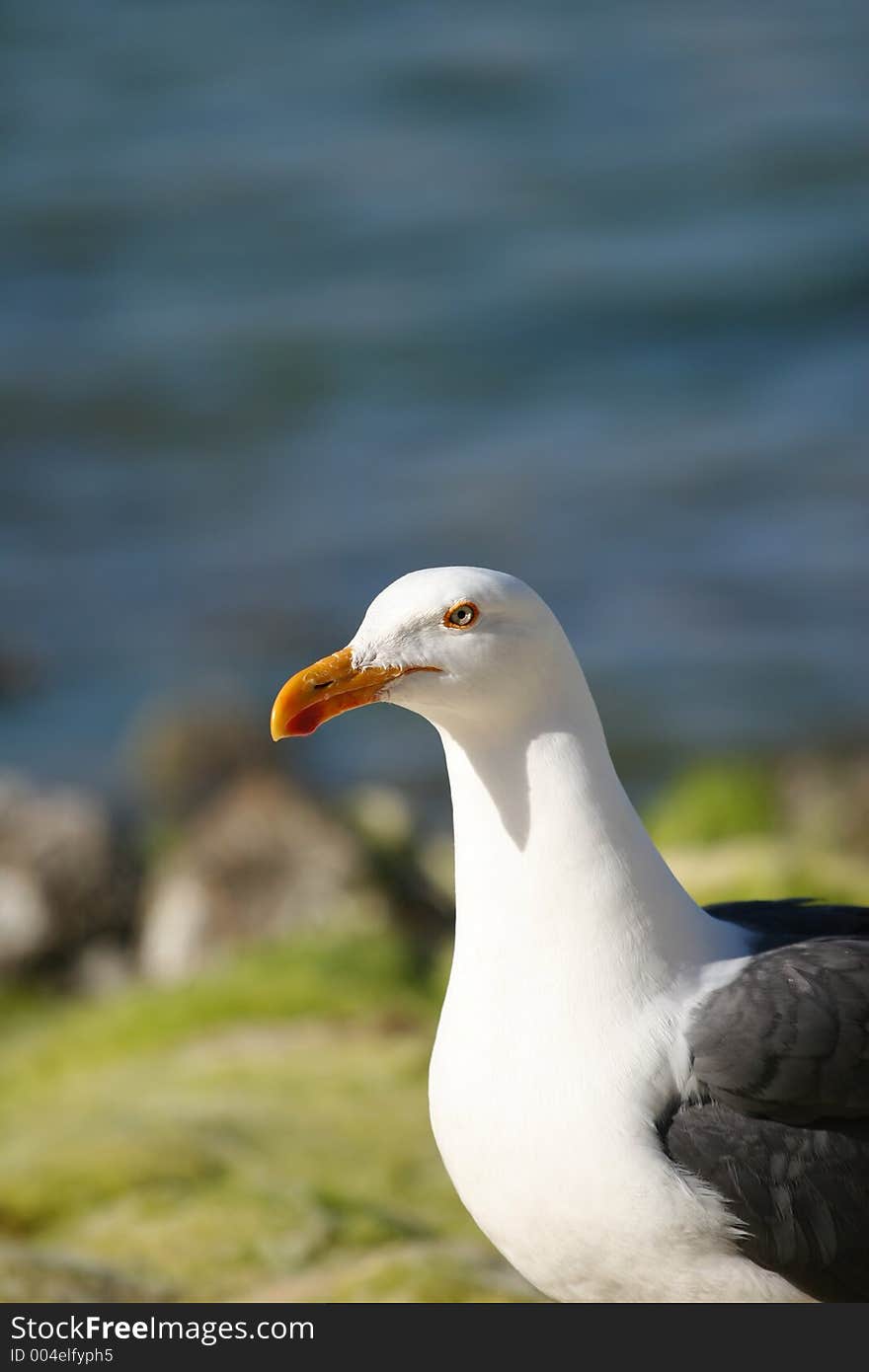 Sea gull