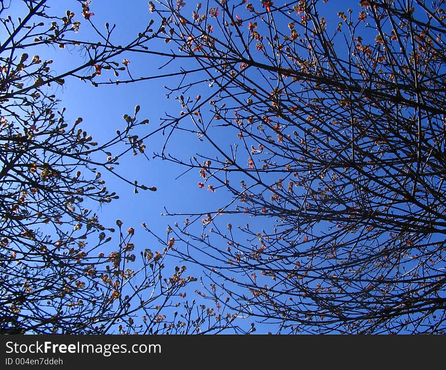 Spring Blossoms In Berlin