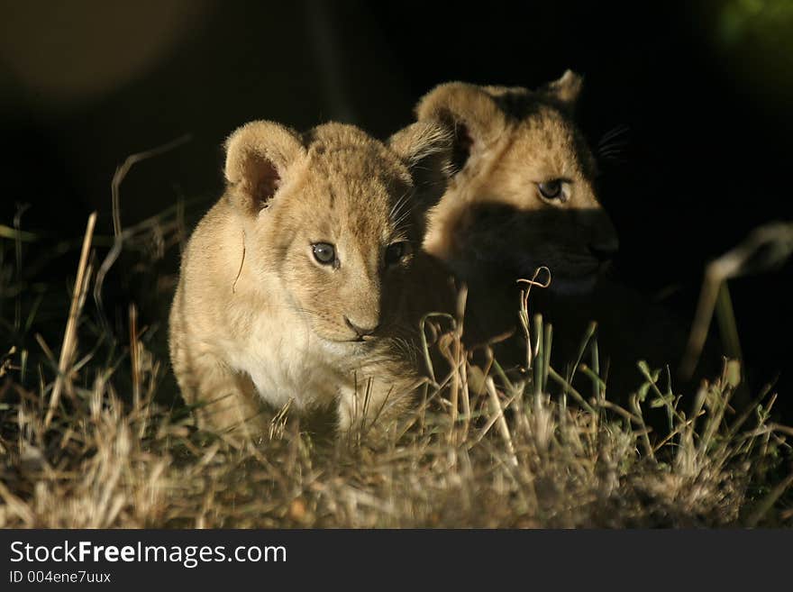 Lion Cubs