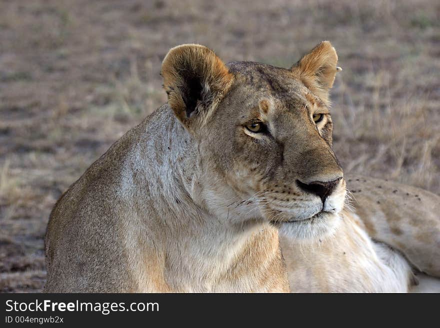 Lioness