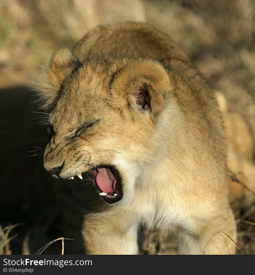 Lion Cub