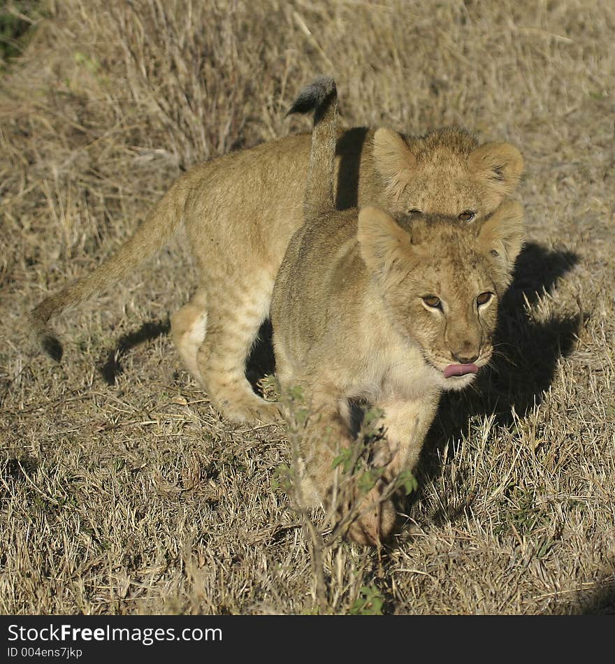 Lion Cubs