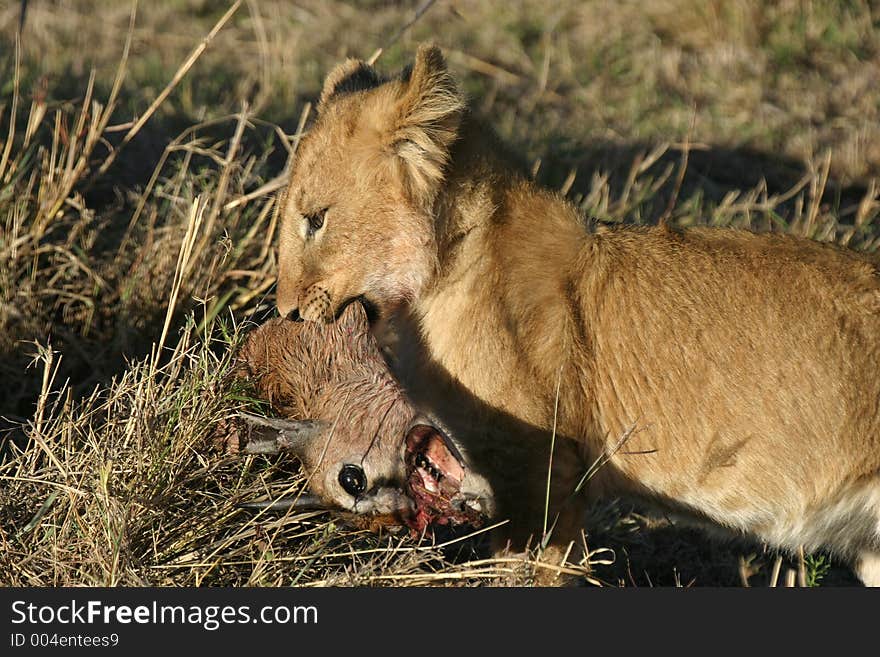 Lion cub with prey