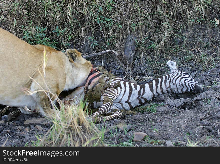 Lion At Kill