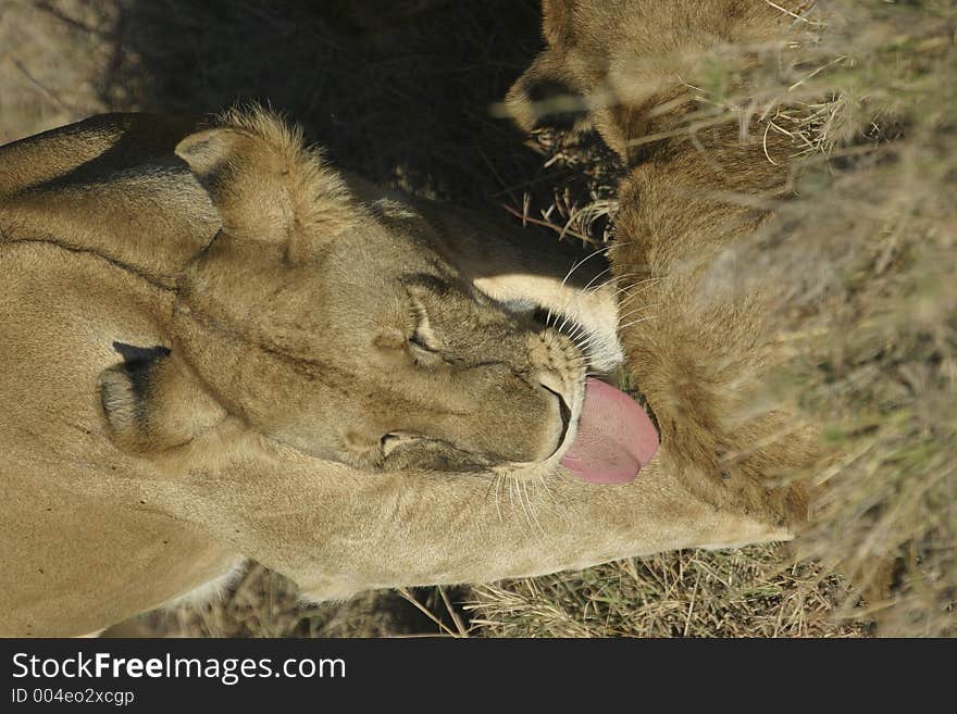 Lioness and cub