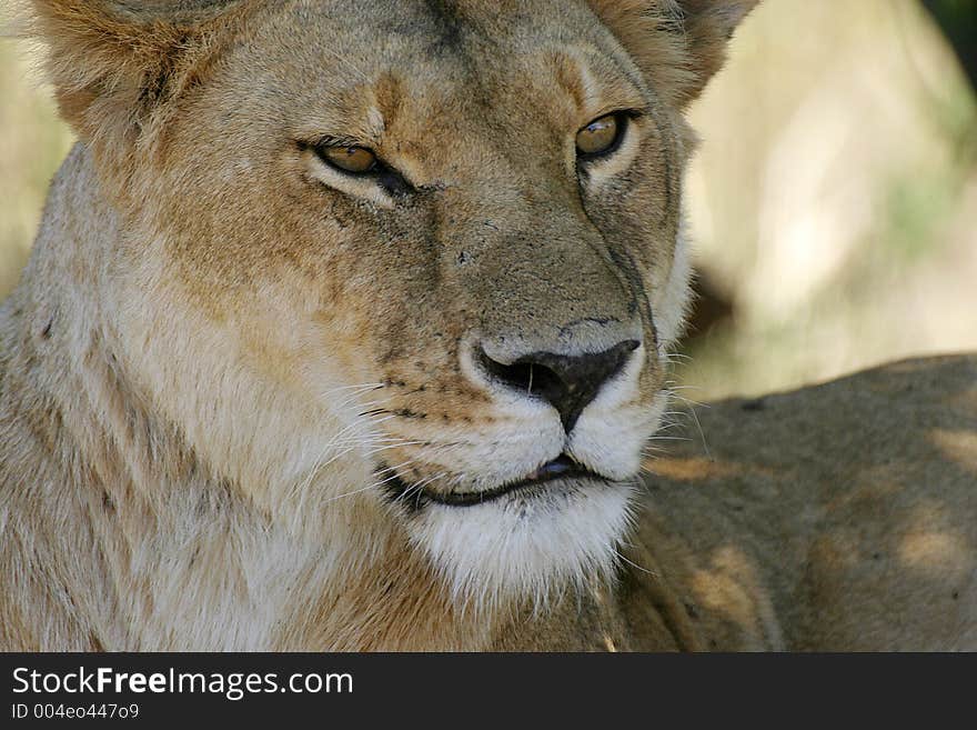 Lioness portrait