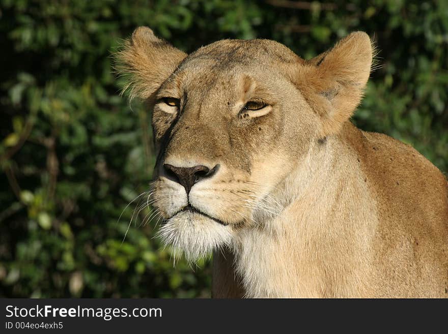 Lioness portrait