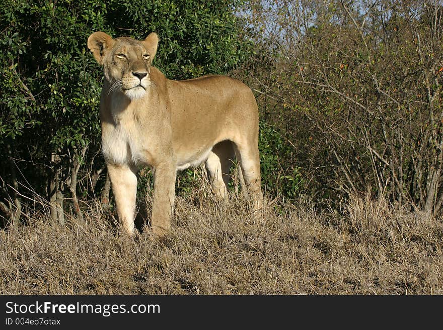 Lioness portrait