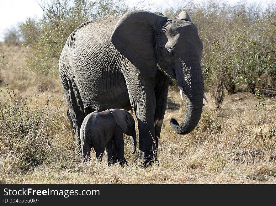 Elephant mother and baby. Elephant mother and baby