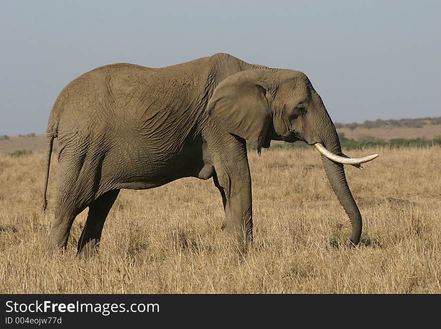 Portrait of african elephant