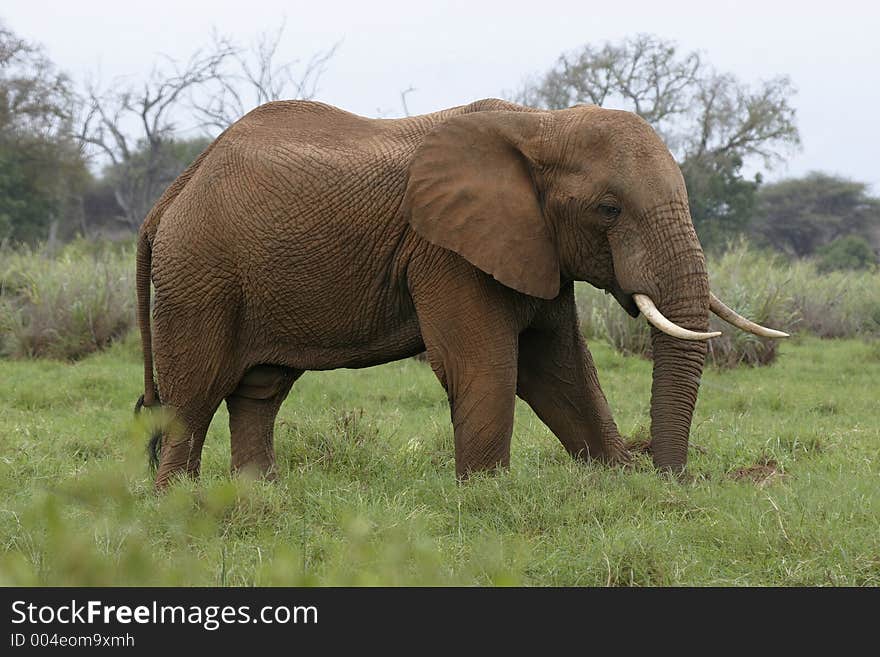 African Elephant