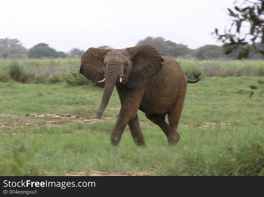 African Elephant