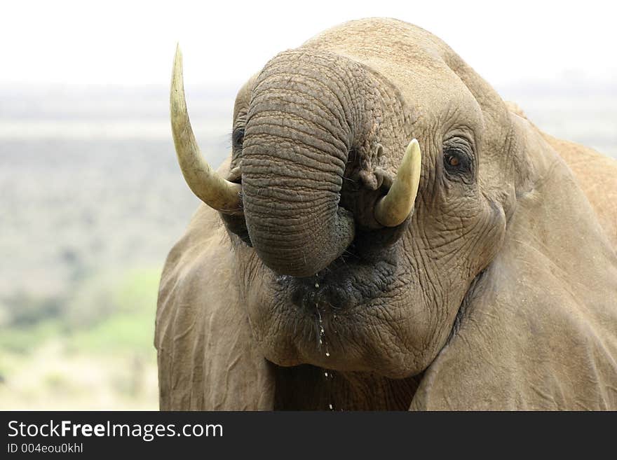 Elephant Portrait