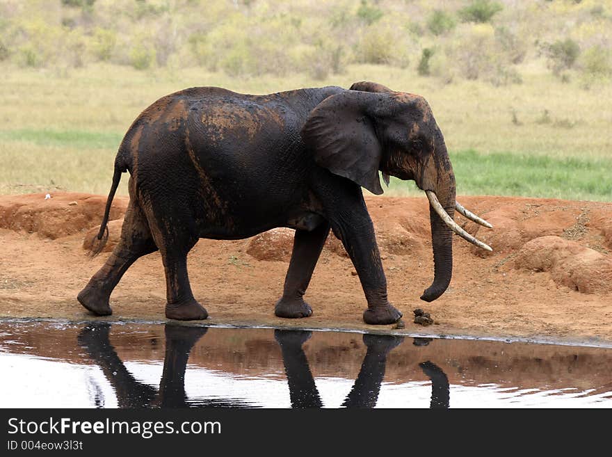 Elephant at Waterhole