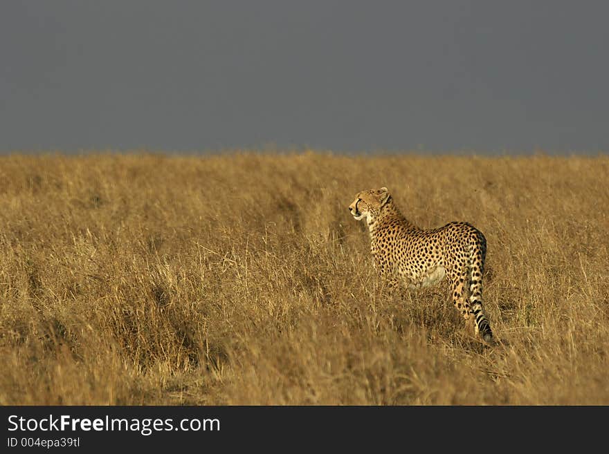 Cheetah in grass at sunset