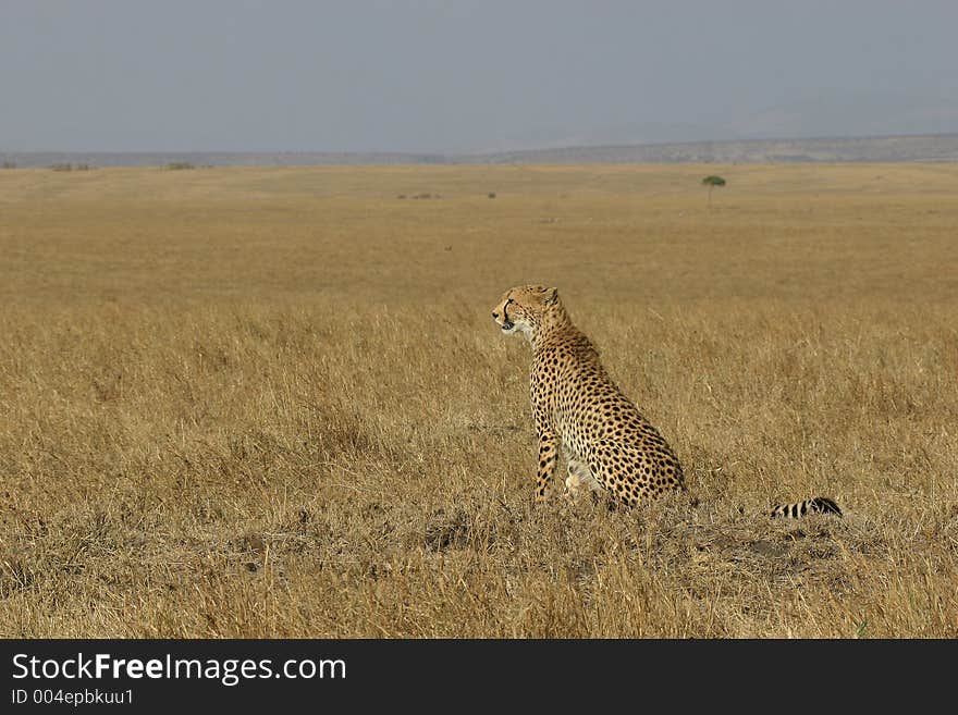 Cheetah in natural habitat