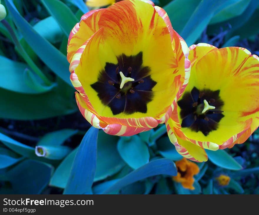 Fvogtbluetulip