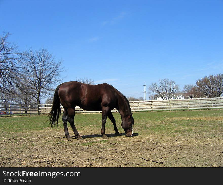 Chestnut quarter horse stallion in his paddock. Chestnut quarter horse stallion in his paddock