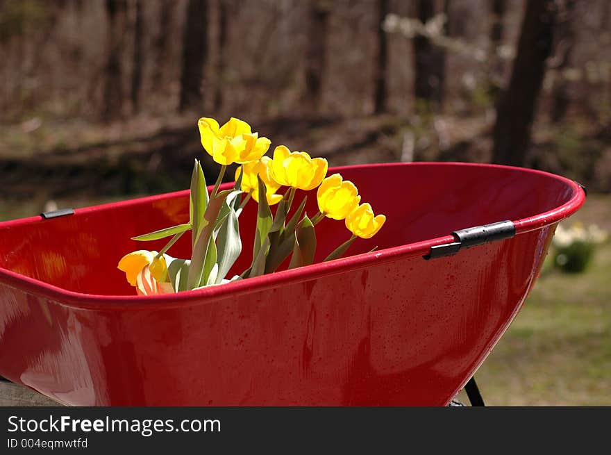 Tulips in new wheel barrow soft background. Tulips in new wheel barrow soft background