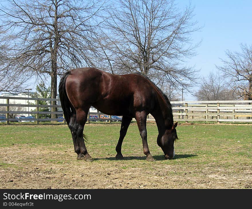 Chestnut quarter horse stallion in his paddock. Chestnut quarter horse stallion in his paddock