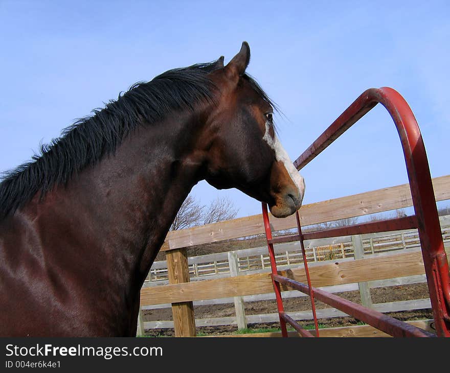 Bay tobiano stallion