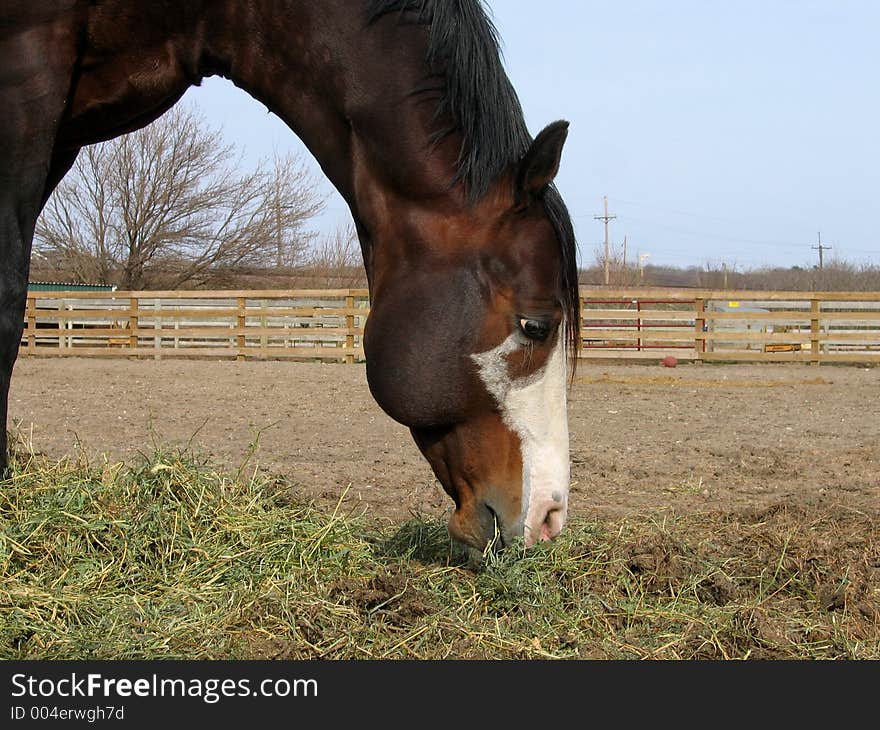 Bay tobiano stallion