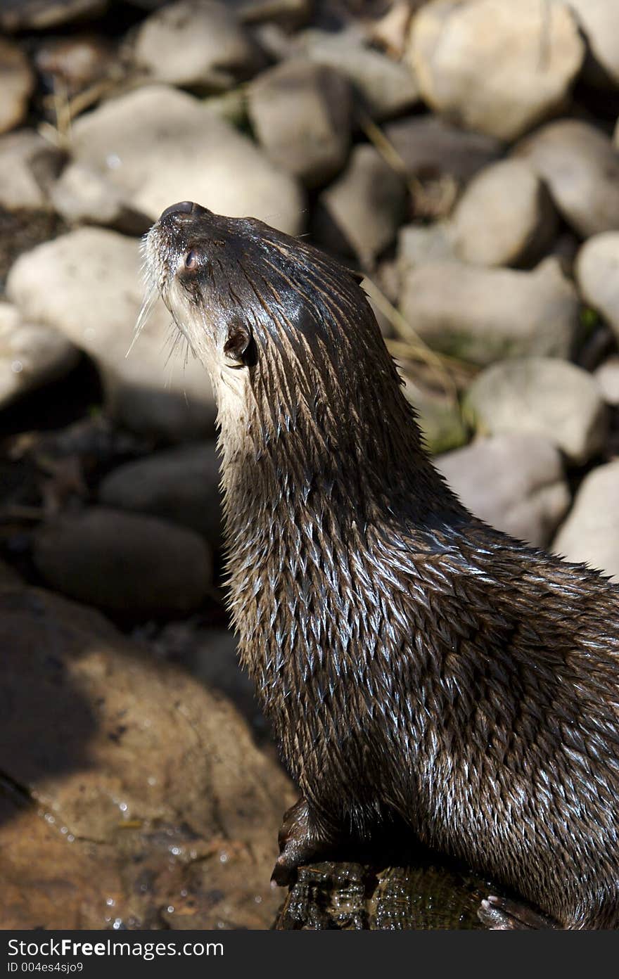 Otter Close Up