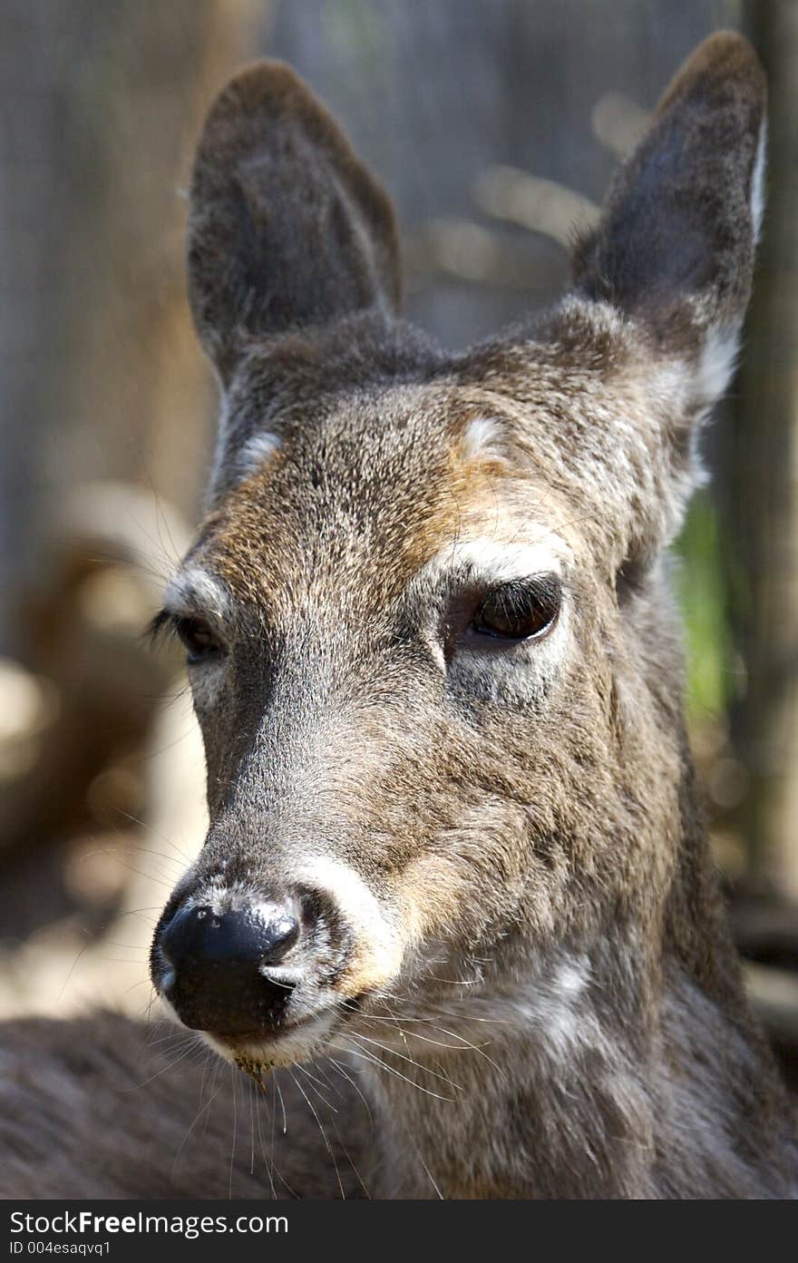 Whitetail Deer