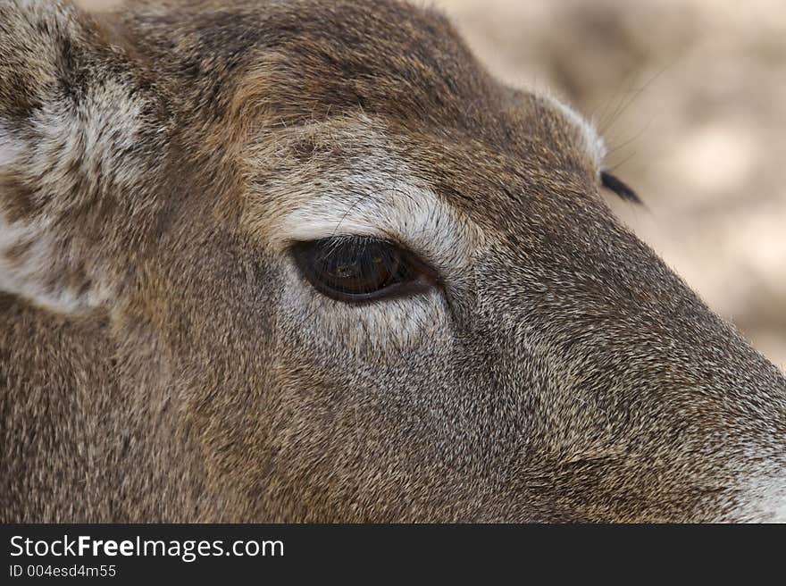 Deer Close Up