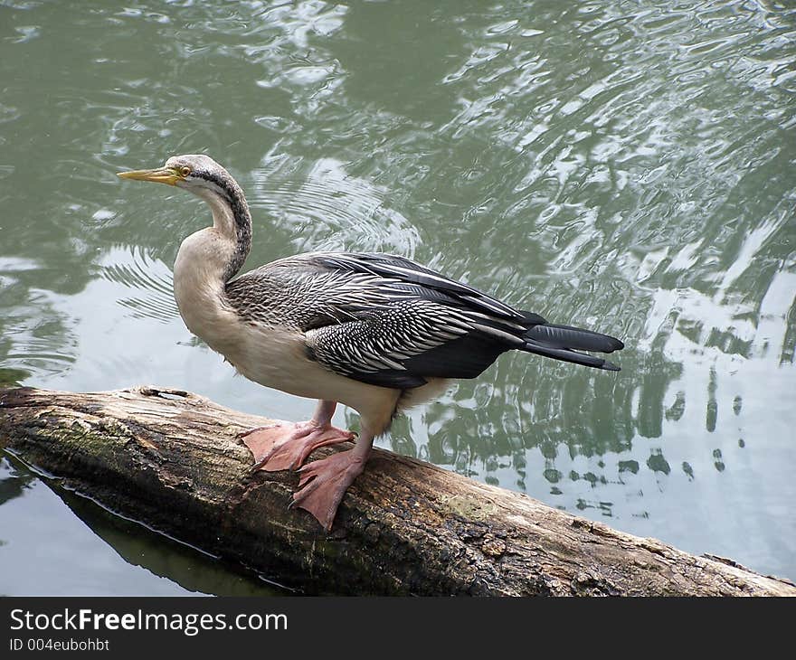 Cormorant, australia