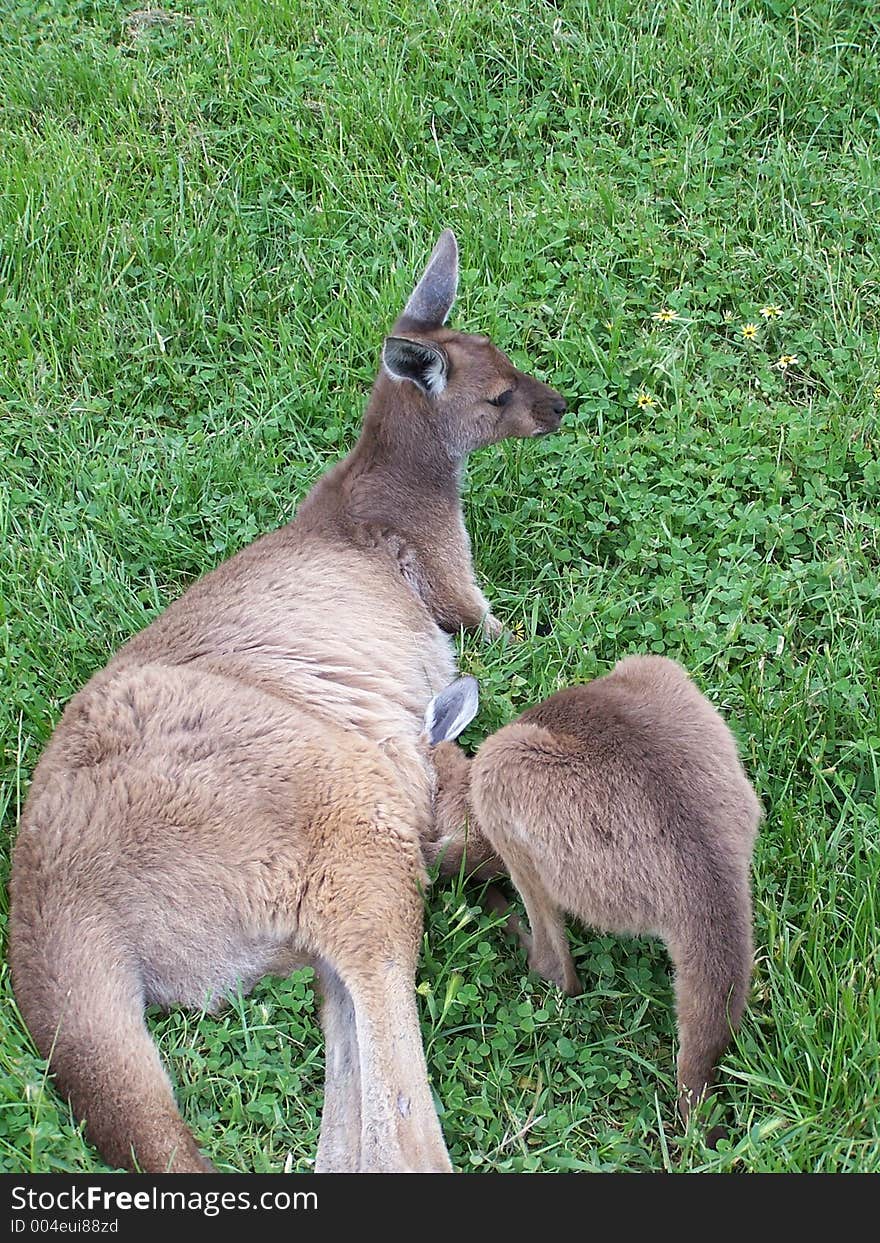 Kangaroo with joey