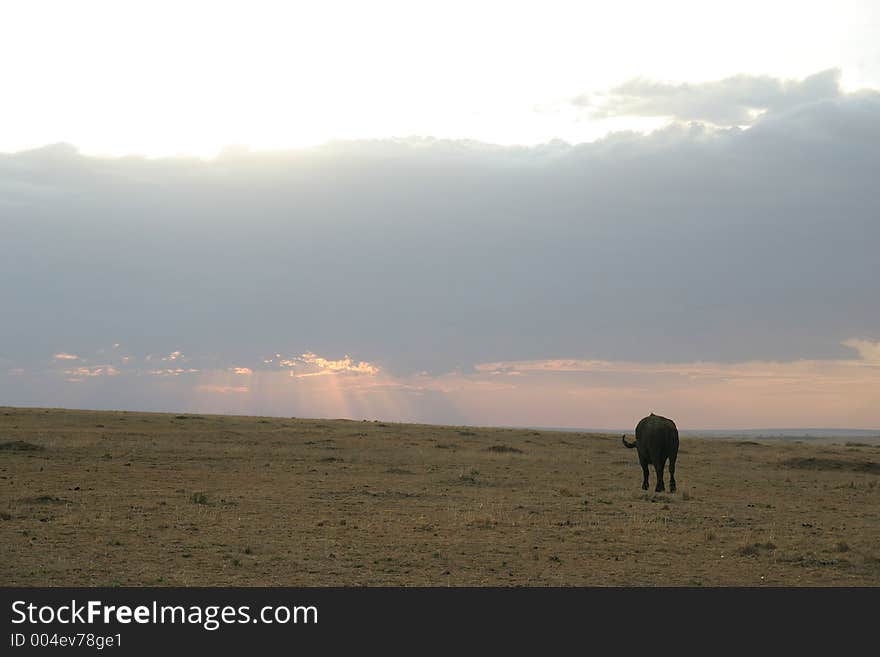 Buffalo walking into sunset in masai mara